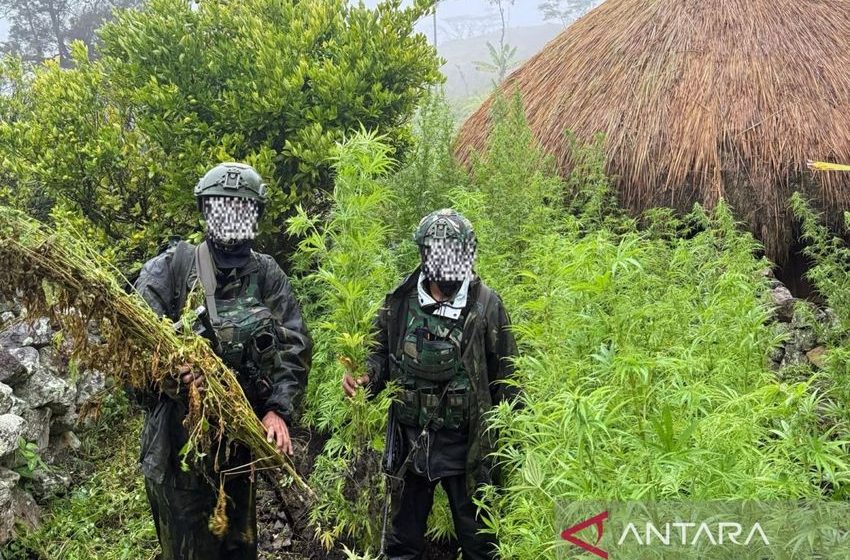  Indonesia military seizes 5,000 cannabis plants in Highland Papua raid