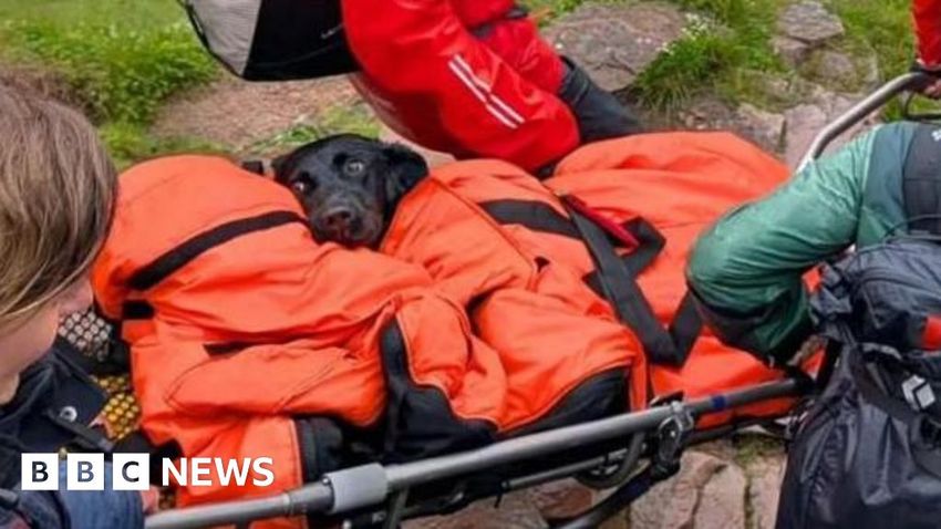  Dog rescued from Ben Nevis suspected to have eaten discarded cannabis