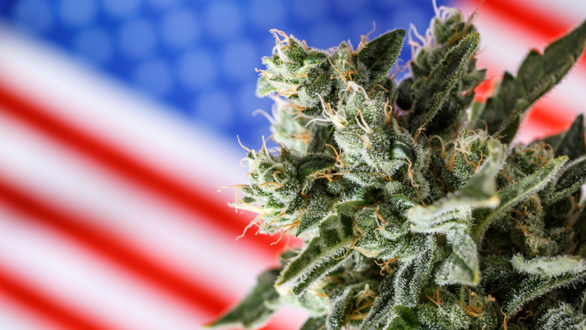  Senate Democrats Reintroduce Comprehensive Cannabis Descheduling and Regulation Legislation