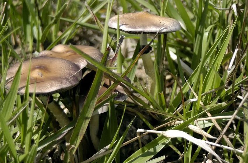  Federal Health Officials And VA Launch Psychedelic Research Partnership – Marijuana Moment