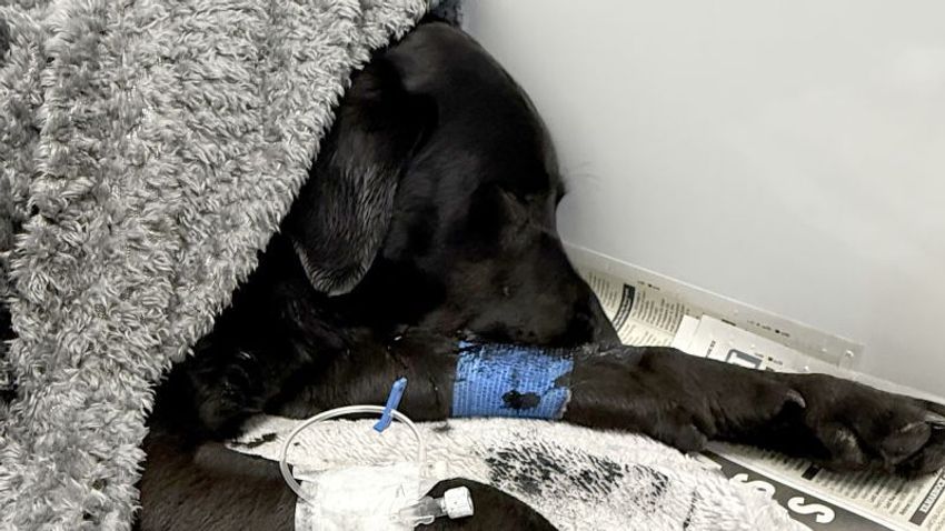  Dog gets high on trek up the UK’s highest mountain. Owner blames dropped edible or human waste containing traces of cannabis [Unlikely]