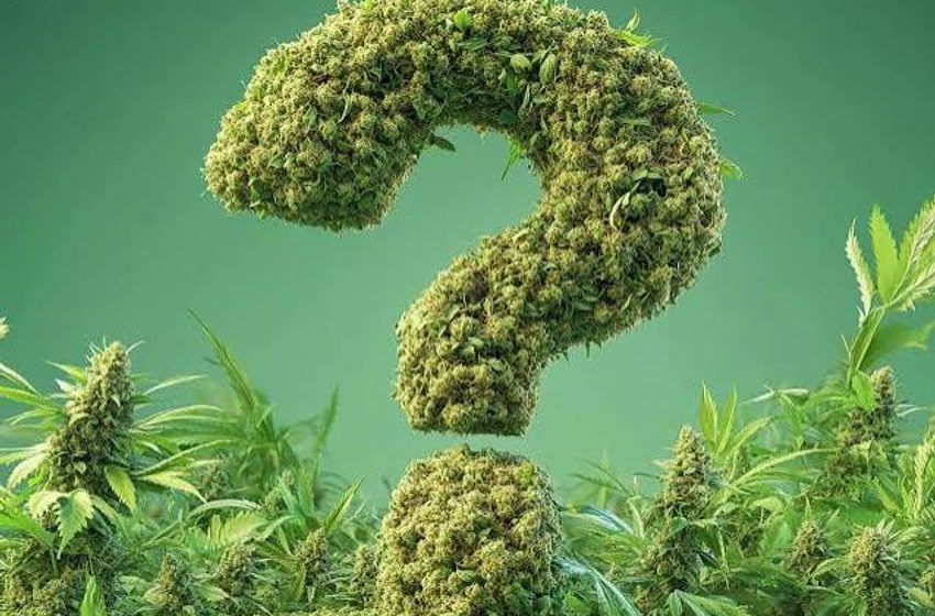  Whose Weed Is It Anyway?