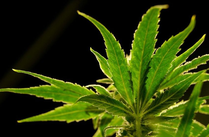  Op-Ed: Europe Isn’t Ready for American Weed