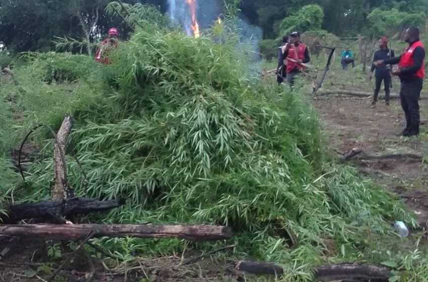  NDLEA destroys 4.6 tonnes of suspected cannabis farms in Edo