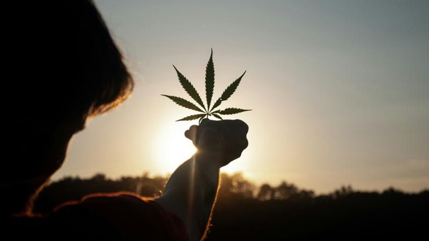  The Battle for Legal Hemp Runs Through the White House