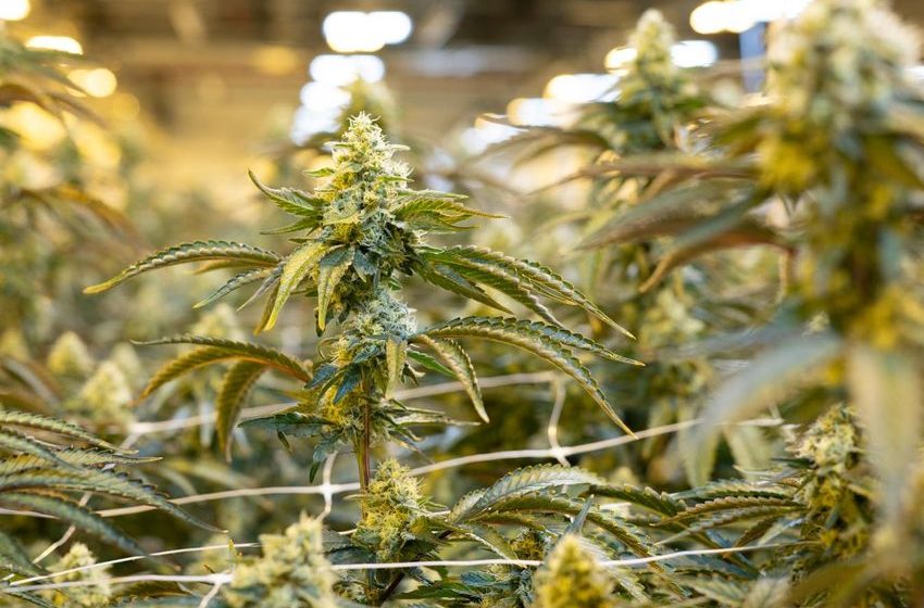  Cannabis Drug Ended Nightmares In Some PTSD Patients, New Study Finds