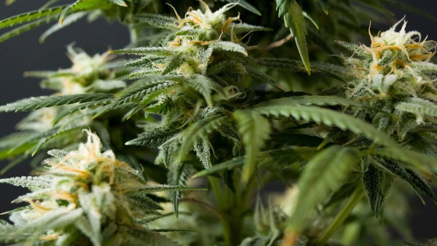  A 15-Year-Old’s Cannabis ‘Scromiting’ Got So Bad His Brain Started Shutting Down