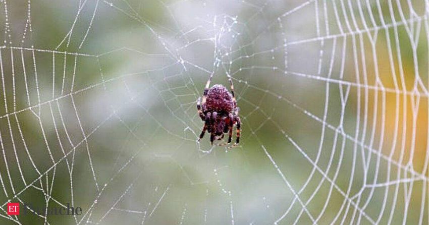  In 1995, NASA ditched space for an experiment and got spiders stoned on marijuana, caffeine, chloral hydrate, etc.; one of these made spiders’ webs wonky and disorganised. It was not marijuana