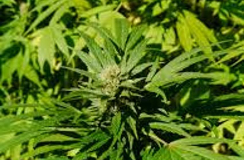  Gandaki Province endorses cannabis farming bill