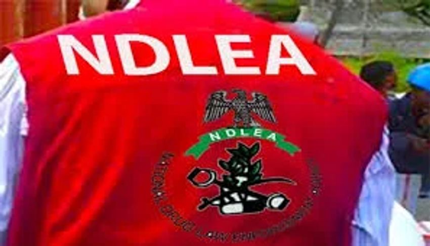  NDLEA arrests five suspects, destroys cannabis farm in Edo