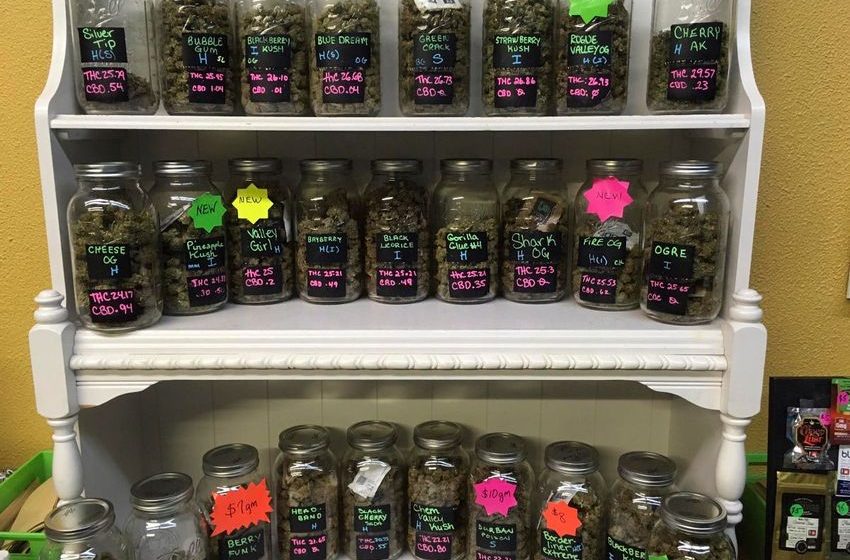  What Happens To The Body With Regular Cannabis Use? A Doctor Explains