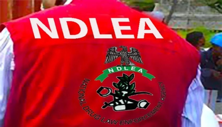  NDLEA destroys two cannabis farms in Edo, arrests 10
