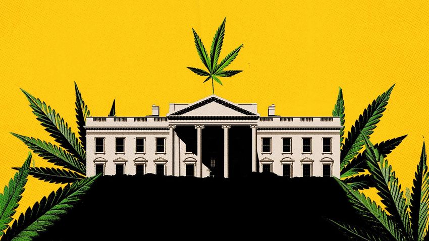  The White House’s Push To Pause the Hemp Ban Smells Like Cronyism