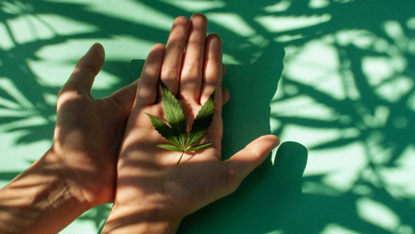  NORML Op-Ed: High Time to Remove Cannabis from Schedule I Status