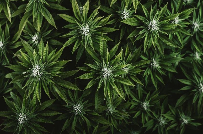  Senate Votes To Delay Looming Hemp THC Ban