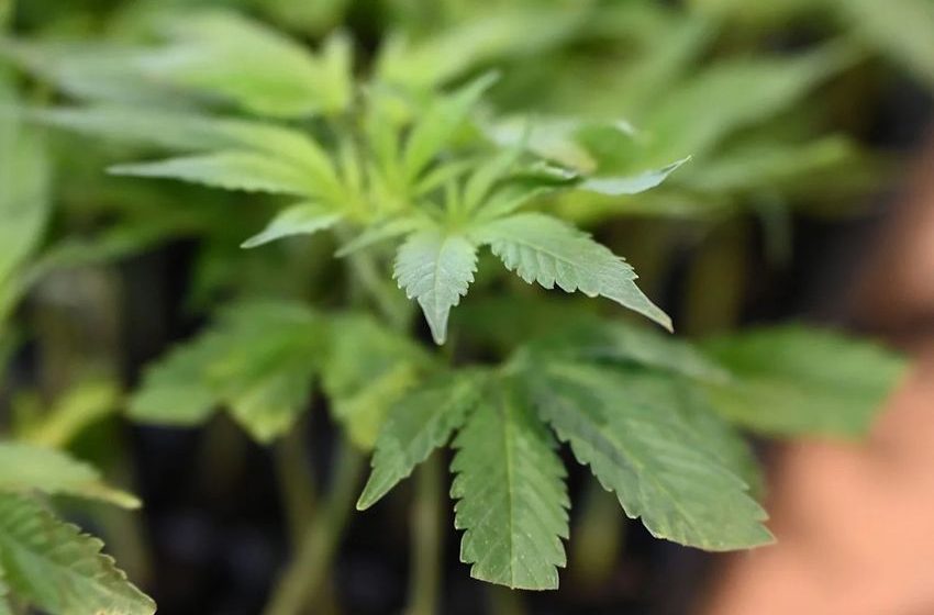 Back on the grass? US Open’s courts overtaken by smell of marijuana