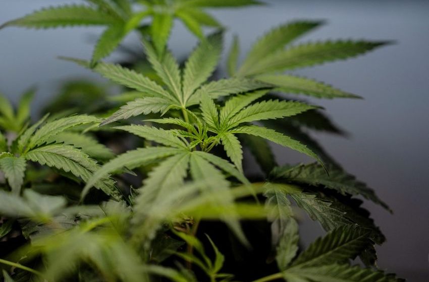  CDC Reports Big Jump in Marijuana-Related Condition