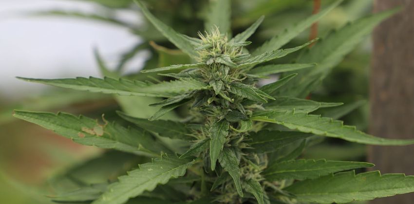  Is hemp a thirsty crop? New research measures just how much water cannabis farming can use
