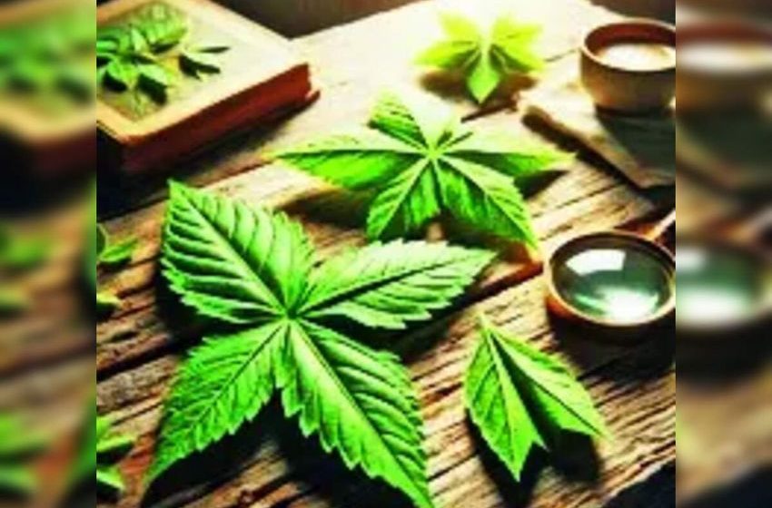  Don’t miss the cannabis bus
