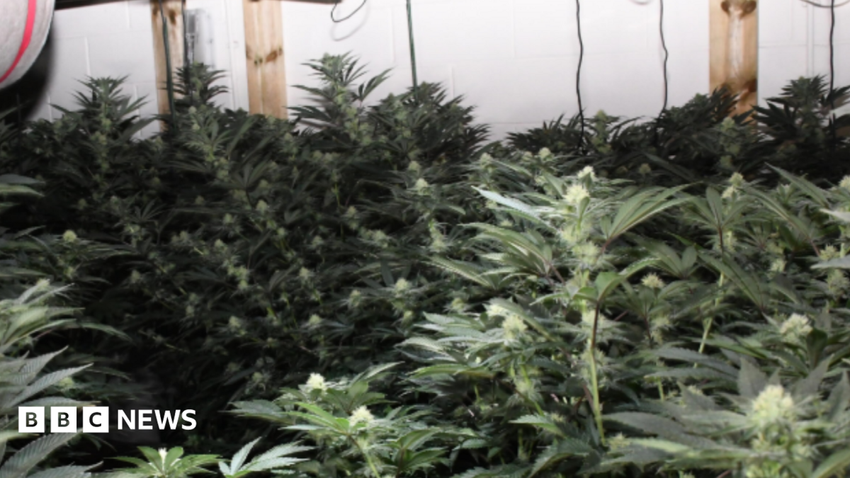  Man sniffed out by police dog while hiding behind fake wall on 300-plant cannabis farm