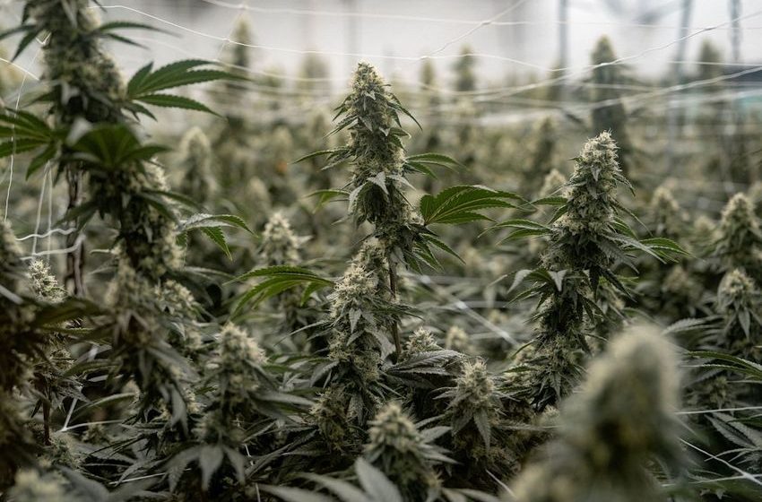  More Americans are smoking pot, poll finds