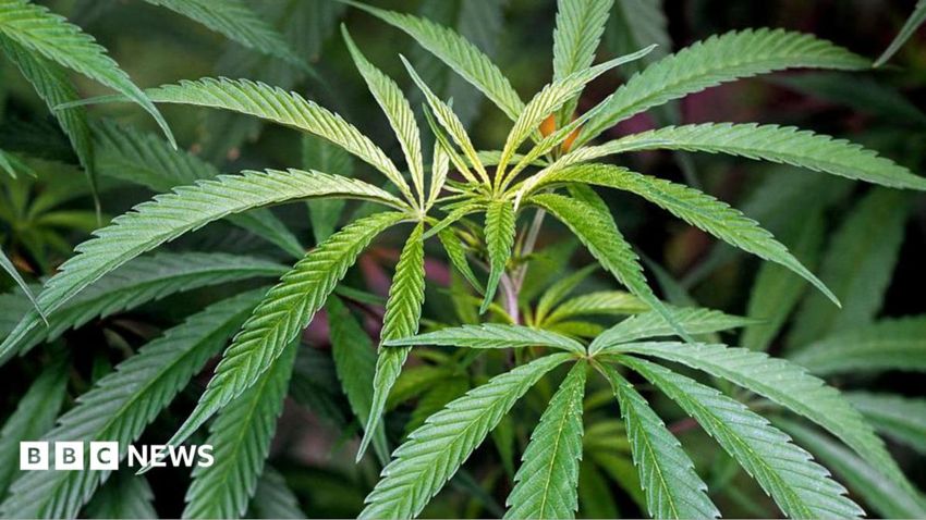  Four arrested after cannabis plants worth at least £1.3m discovered