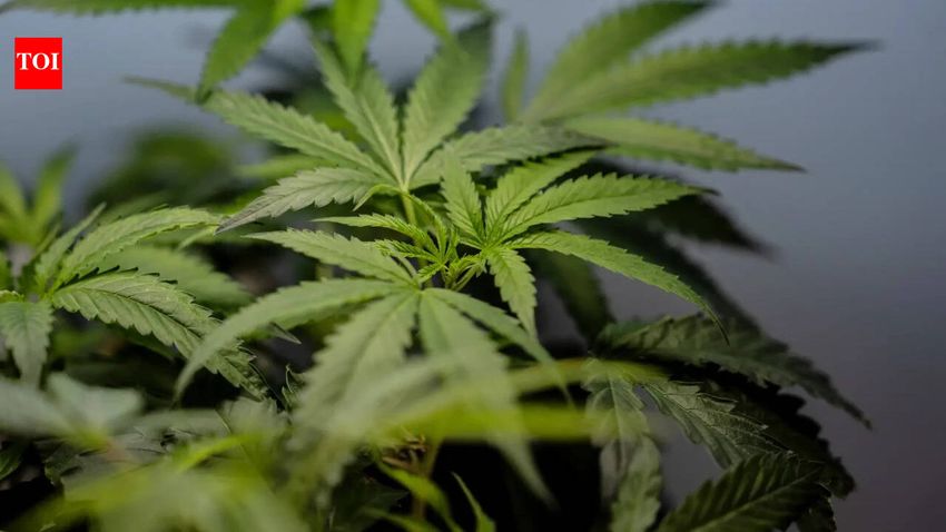  Air India Phuket flight probe: Marijuana’s legal availability adds to worries of airlines