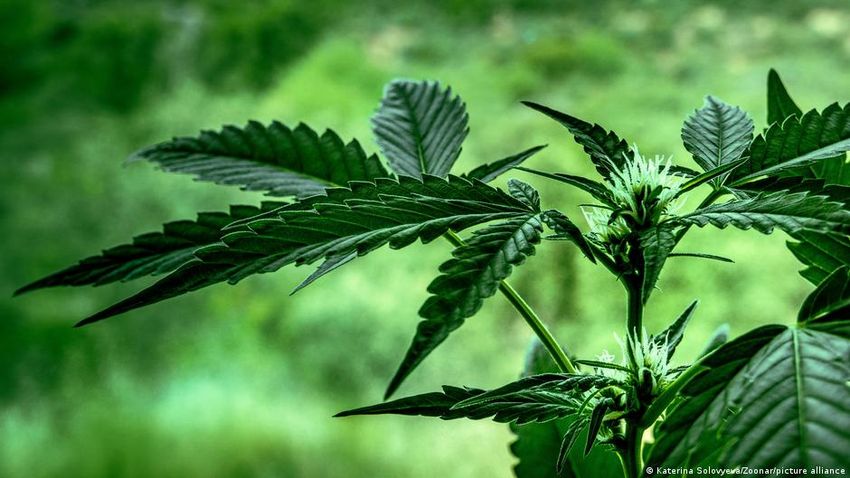  Nepal province legalizes use of medical marijuana