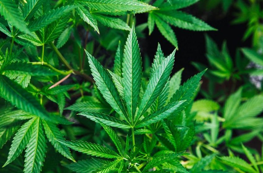  The ECtHR’s Reluctance to Review Cannabis Prohibition: A Breach of Its Own Standards?