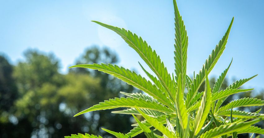  Republican lawmakers complain about White House’s hemp push