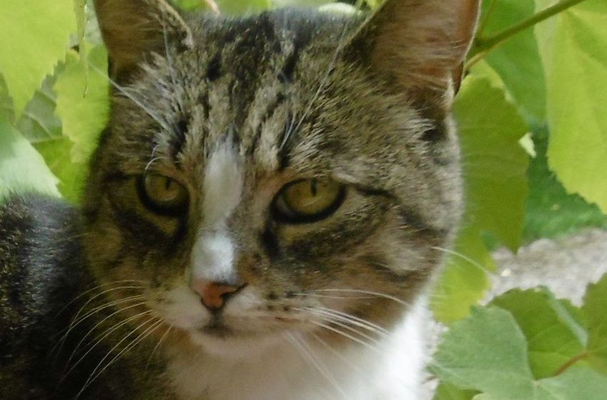  Wednesday: Hili dialogue