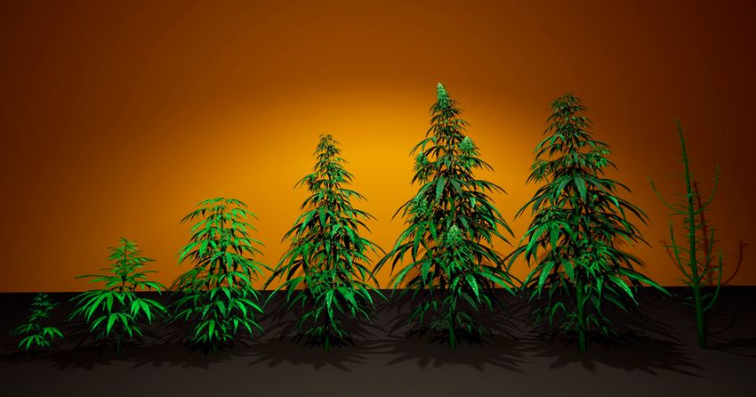  Cannabis (Hemp) Plant 3D Models Pack by Kurai_Primo