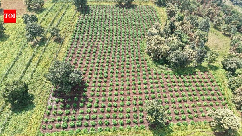  60 quintals of illegal cannabis plants worth over Rs 3 crore seized in Khargone