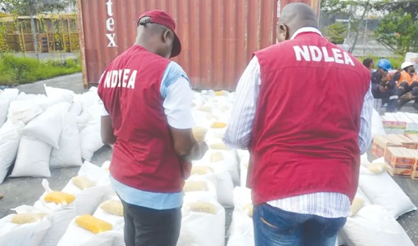 NDLEA, Army destroy cannabis farms, arrest two suspects in Edo