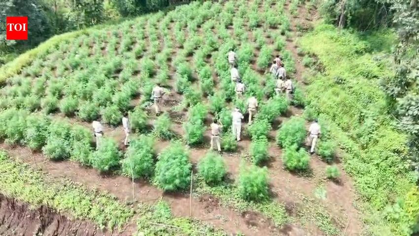  Over 6,100 cannabis plants seized in Barwani