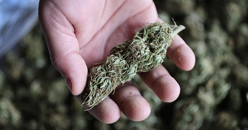  Congress Passes Bill Delaying Ban On Hemp THC Products