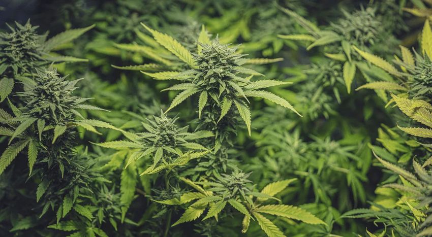  Curaleaf Urges Aurora Cannabis Shareholders to Tender Shares to Takeover Offer