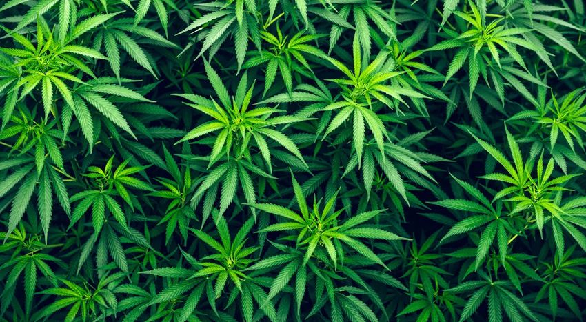  Canopy Growth Agrees UK Supply Deal for Four Medical Cannabis Strains