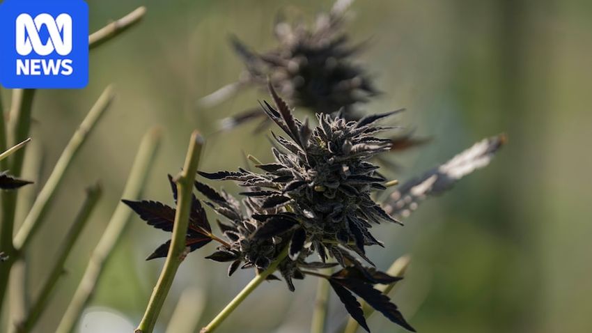  Chinese-owned firm takes over one of Australia’s largest cannabis farms