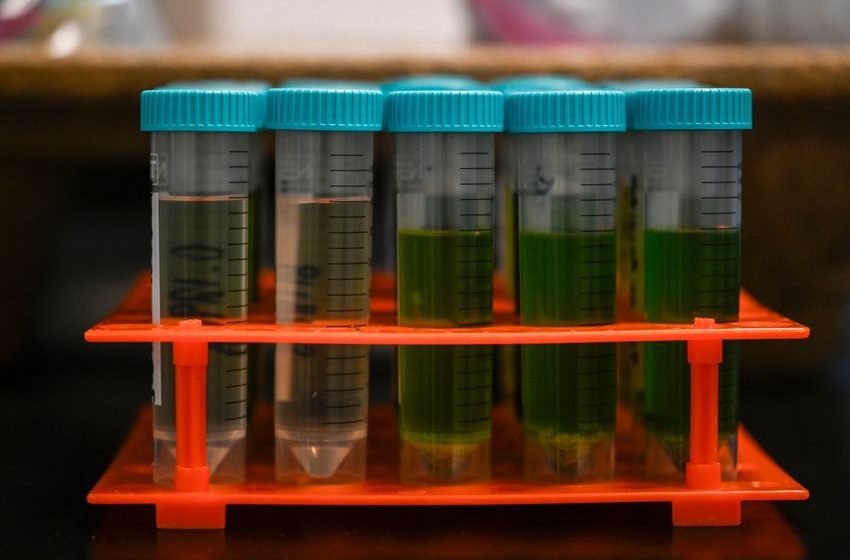  Colorado Marijuana Company Voluntarily Recalls Dozens of Contaminated Products Amid State Regulatory Delays