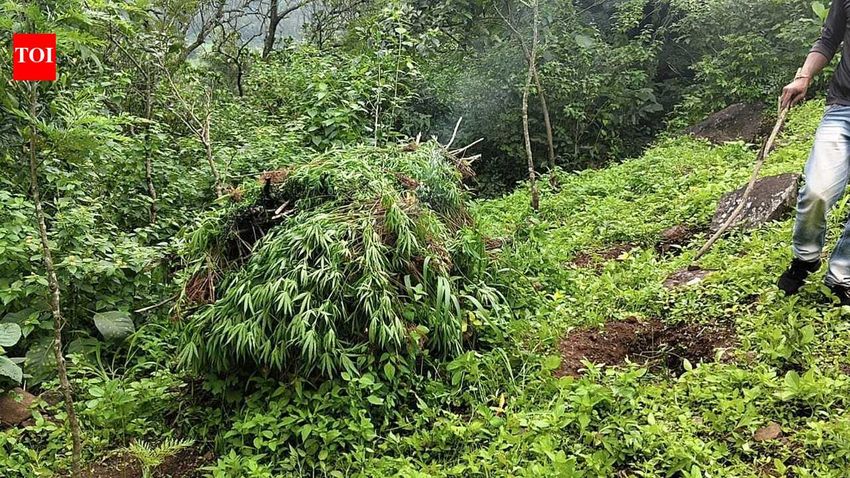  12,000 cannabis plants destroyed