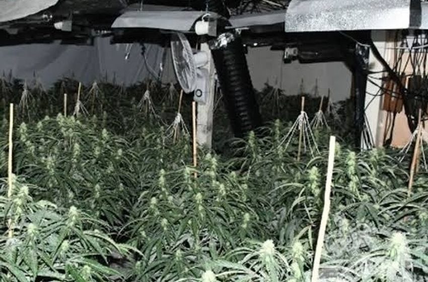 Police seize around 20 quintals of cannabis