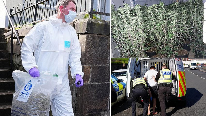  Dozens arrested as police smash cannabis farms in ‘biggest ever human trafficking crackdown’