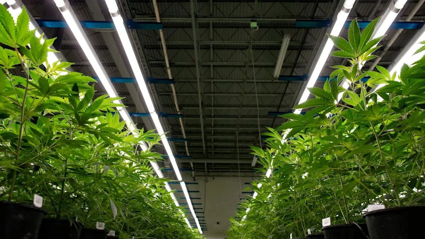  Banks keep cannabis at arm’s length over perceived risk: GAO
