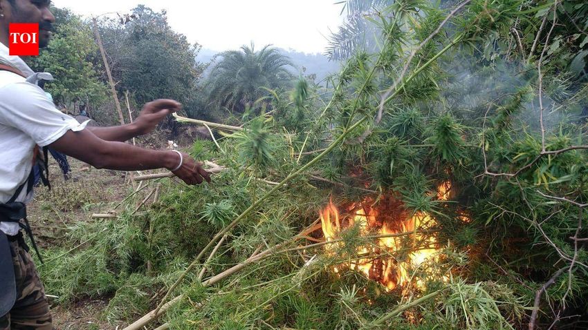  Drone, satellite to spy on cannabis re‑cultivation