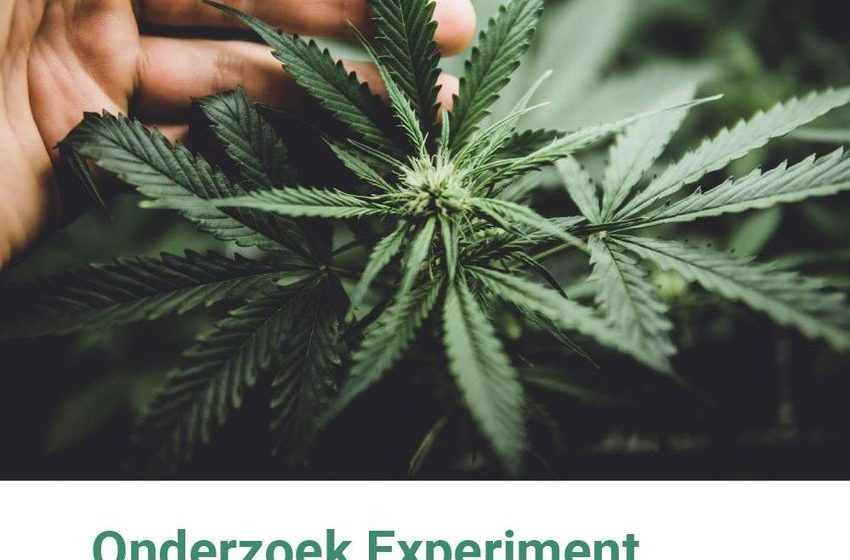  Onderzoek Experiment gesloten coffeeshopketen: Rapportage eerste vervolgmeting 2025