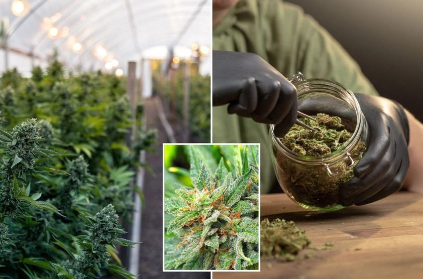  California marijuana pulled from shelves after farm worker’s mysterious death