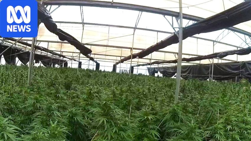  Two jailed in Victoria over cannabis haul worth over $22 million