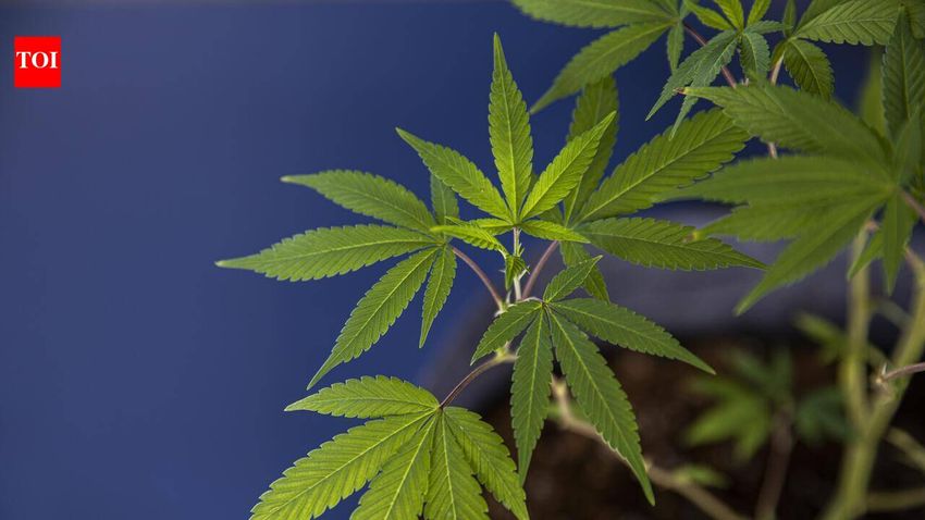  Junagadh man gets 8 years for growing cannabis at home