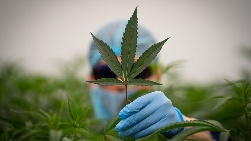  Private cannabis prescriptions surge to high of two million after clinic’s weed ‘depression treatment’ drove 34-year-old to suicide